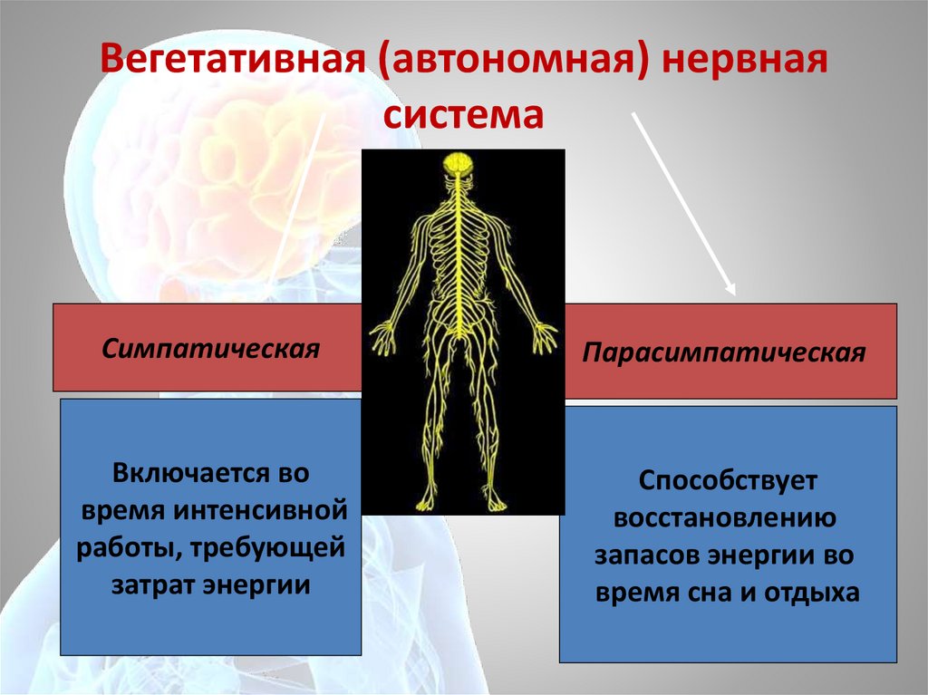 Какую роль играет нервная. Нервная система. Строение нервной системы. Вегетативная автономная нервная система. Нервная система Вегета.