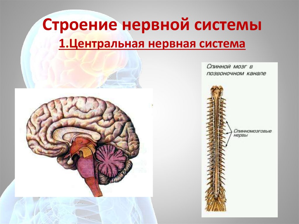 В состав центральной нервной системы входят. Центральная нервная система. Строение нервной системы. Строение ЦНС человека. Строение центральной нервной системы.
