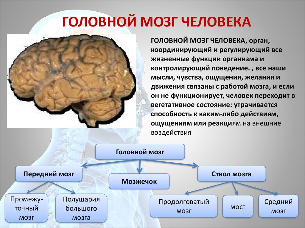 Схема части мозга