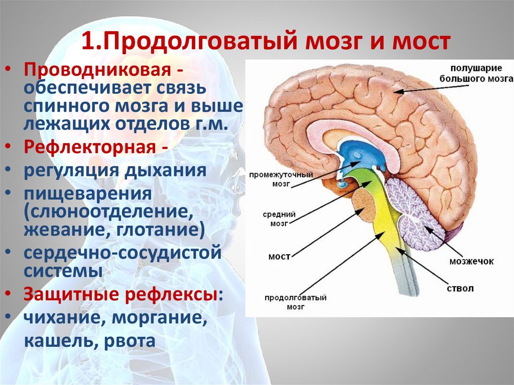 Центр удлиненный. Продолговатый мозг. Продолговатый мозг строение и функции. Основные структуры продолговатого мозга. Продолговатый мозг строение.