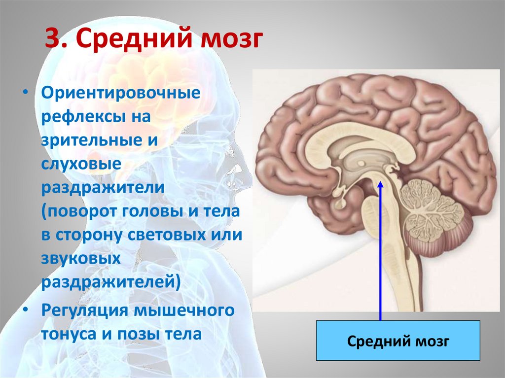 Функции среднего мозга 8 класс биология. Средний мозг человека функции. Средний мозг анатомия. Средний мозг строение и функции. Функции среднего мозга человека.