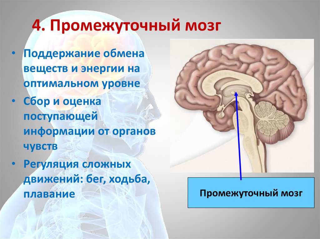 Промежуточный мозг 8 класс биология. Промежуточный мозг. Рефлексы промежуточного мозга. Рефлексы промежуточного мозга человека. Промежуточный мозг рефлексы головного мозга.