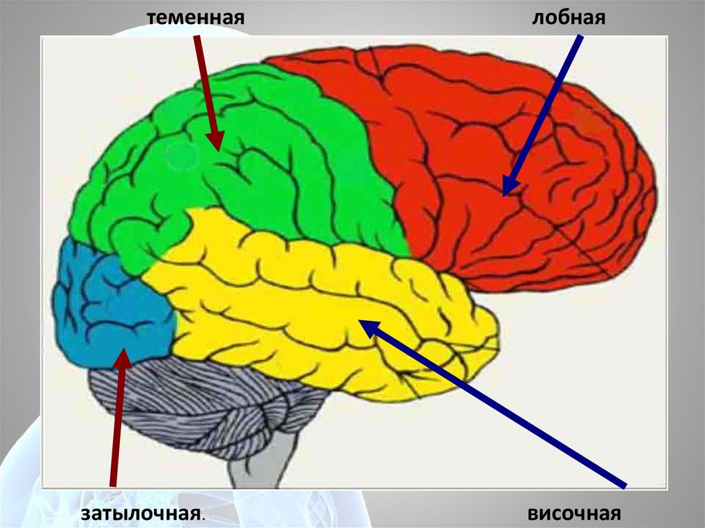 Затылочная область коры головного мозга. Теменная и затылочные доли мозга.