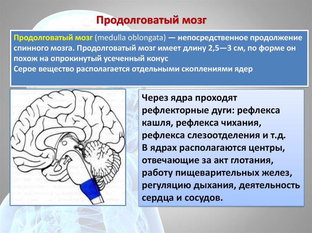 Нарушения продолговатого мозга. Продолговатый мозг. Продолговаватый мсмогз. Продолговатый мозг в мозге. Продолговатый мозг строение.
