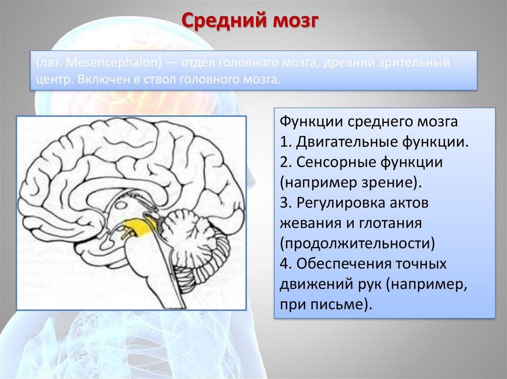Функции структур среднего мозга. Средний мозг. Средний мозг человека строение. Средний мозг строение. Строение среднего мозга.