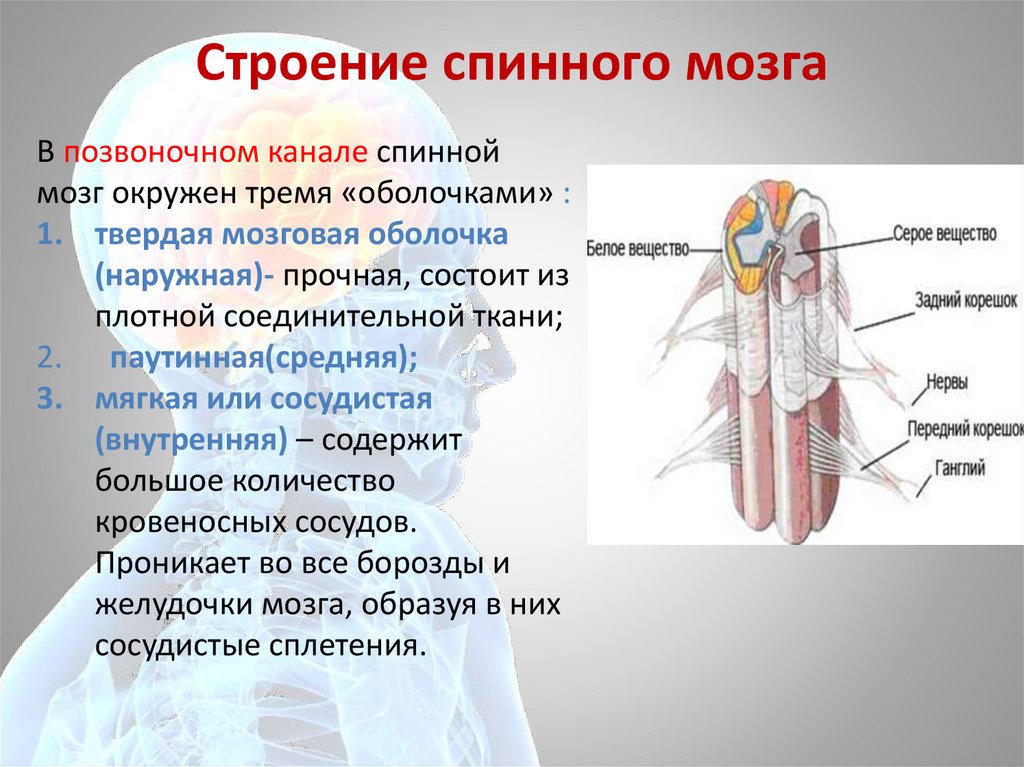 Центральная нервная система презентация анатомия