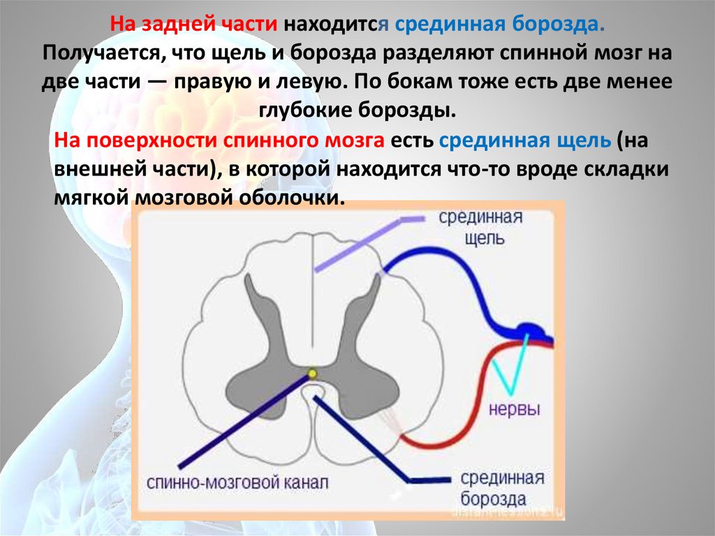 Срединная борозда