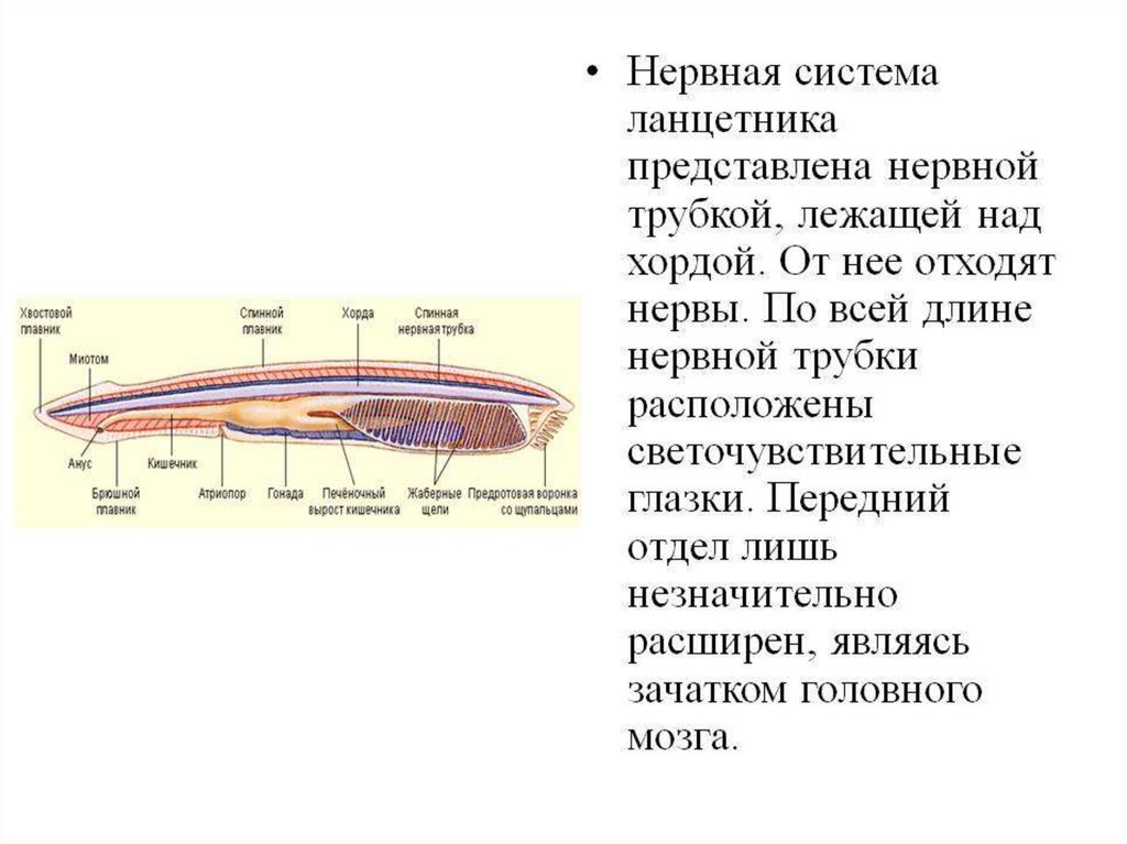 Функции нервной трубки. Функции нервной системы ланцетника. Нервная система ланцетника. Функции нервной системы ланцетника кратко. Нервная система ланцетника представлена.