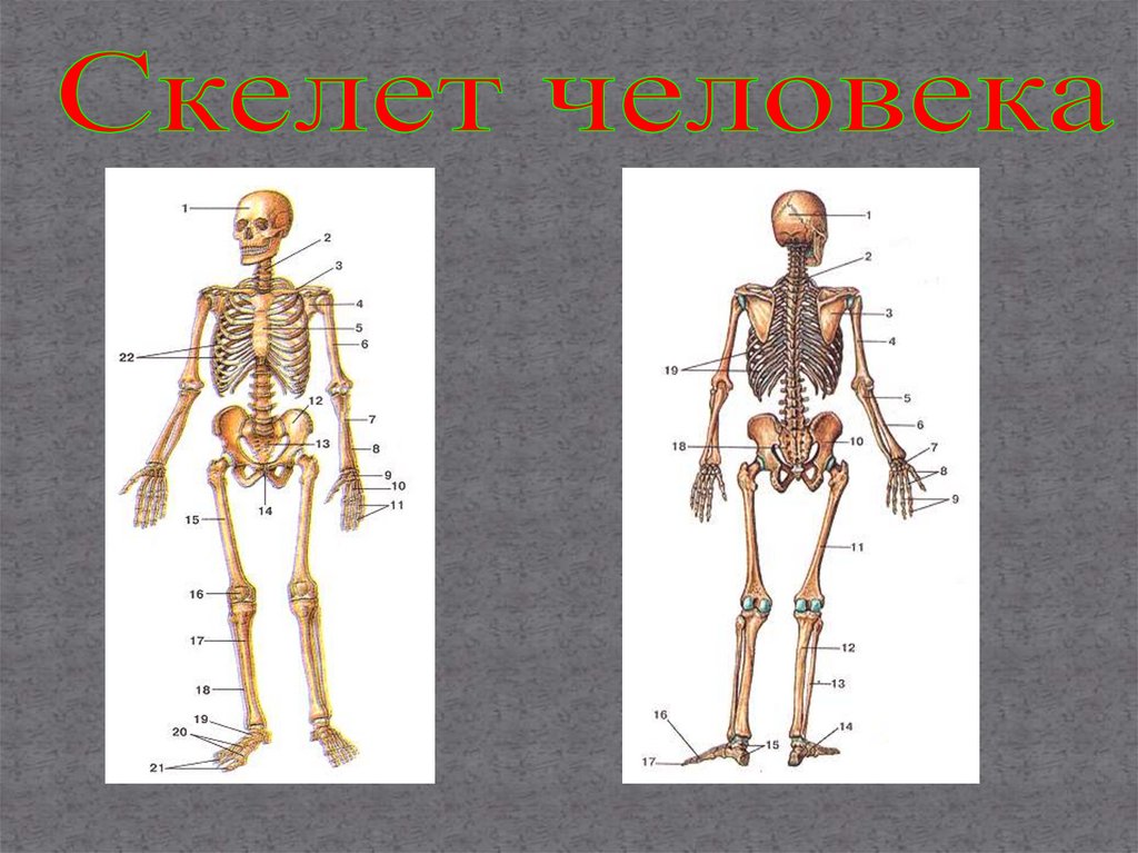 Скелет человека формируется