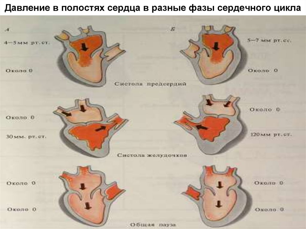 Диаграмма изменения давления и объема крови в желудочках сердца во время сердечного цикла