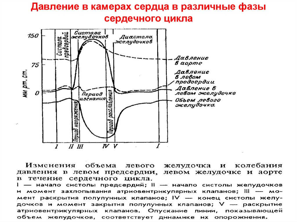 Фазы сердечного цикла давление