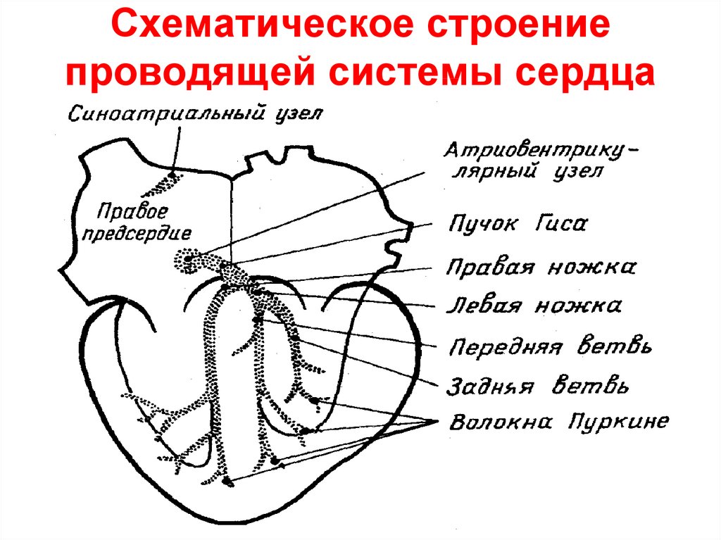 Какая структура сердца человека изображена на рисунке. Схема проводящей системы сердца животного. Проводящая система сердца анатомия рисунок с подписями. Структура проводящей системы сердца схема. . Подпишите схему «Проводящая система сердца»..