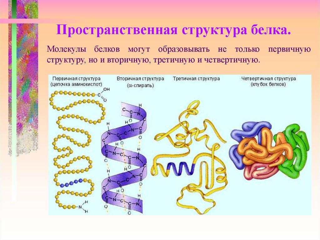 Молекулярный состав белка. Функции структур белка. Пространственная структура белка. Пространственная структура молекулы белка. Вторичная и третичная структура белков.