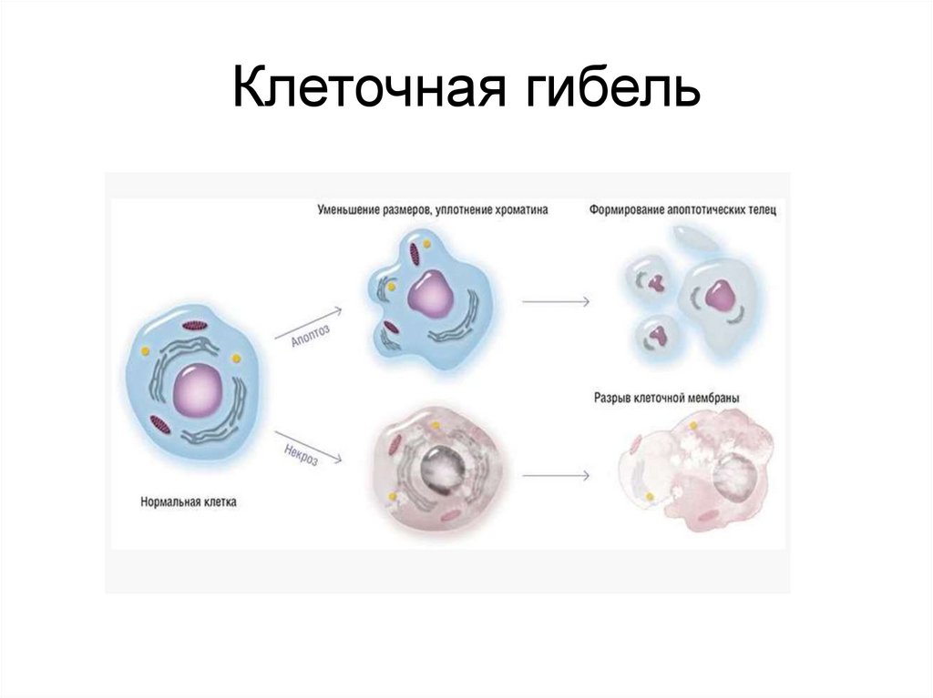 Клеточное состояние организмов. Смерть клетки. Гибель клетки схема. Формы гибели тканевых клеток.