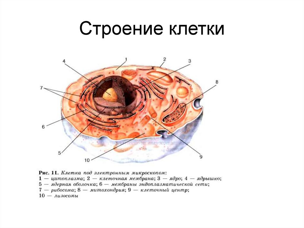 2 строение клетки. Внешнее строение клетки. Полное строение клетки. Строение клетки определение. Строение клетки полное описание.