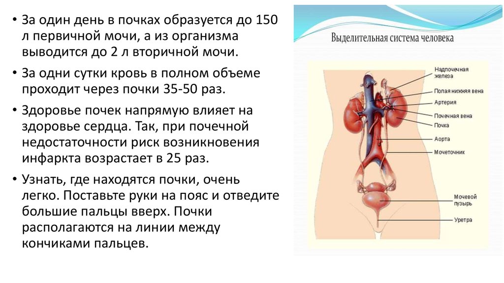 На теле появились почки. Почки человека анатомия и физиология. Дольчатость почек у детей. Эндокринная регуляция почек.