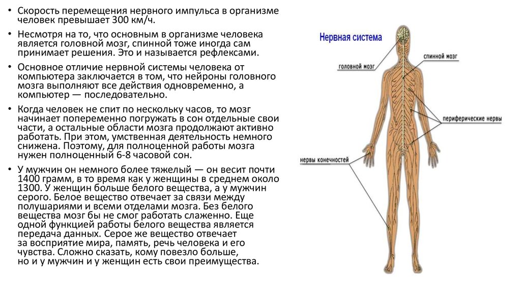 Что отвечает в организме человека. Скорость нервного импульса у человека. Анатомия физиология танцовщика. Тренер мозга скорость перемещения. Физиология человека максимальная скорость движений человека.