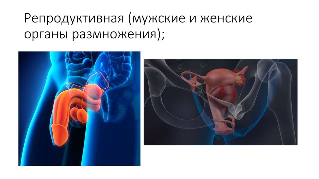 Презентация органы размножения человека 8 класс презентация