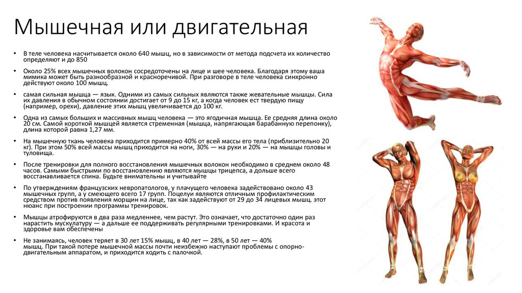 Мускул или мускулов. Пластическая анатомия типы телосложения. Ум или мышцы. Показатели в анатомии. Норма в анатомии.