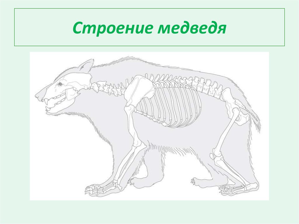 Особенности внутреннего строения медведя. Строение скелета бурого медведя. Бурый медведь строение тела.