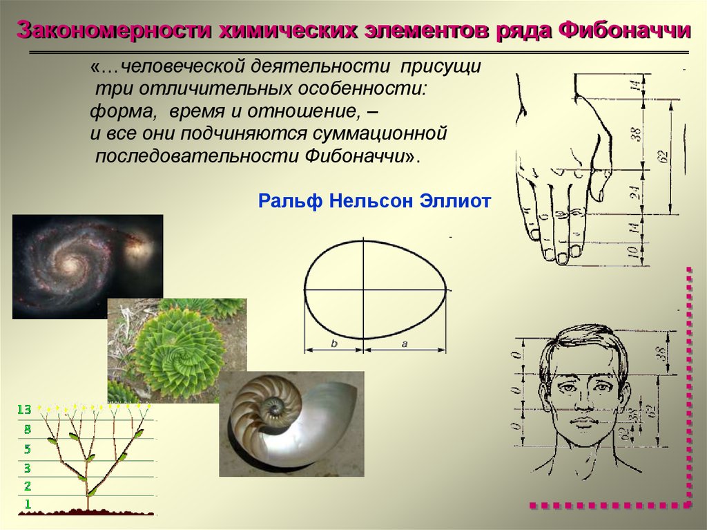 Презентация на тему числа фибоначчи