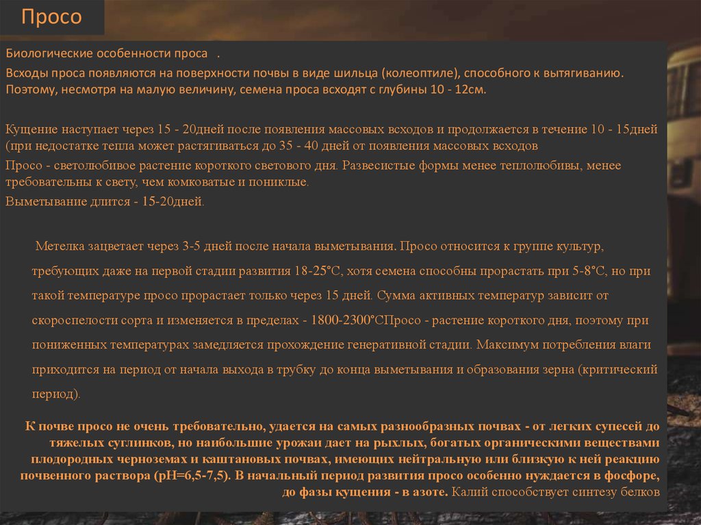 Просо технология возделывания. Критический период у проса. Нормативный документ для проса.