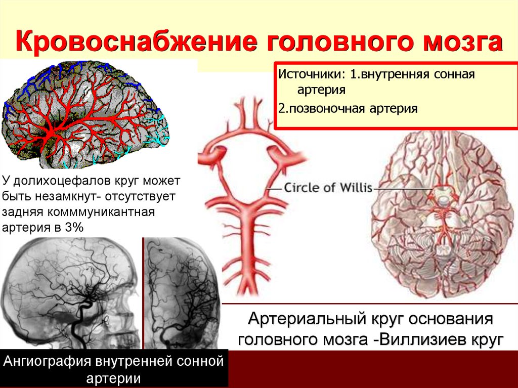 Поступление крови в мозг. Кровообращение мозга. Виллизиев круг.. Виллизиев круг в головном мозге. Кровоснабжение головного мозга анатомия. Кровоснабжение головного мозга схема.