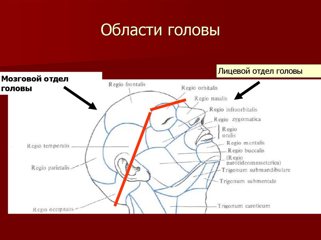 Свод головного мозга. Области головы. Области лицевого отдела головы. Топографическая анатомия головы. Название областей головы.