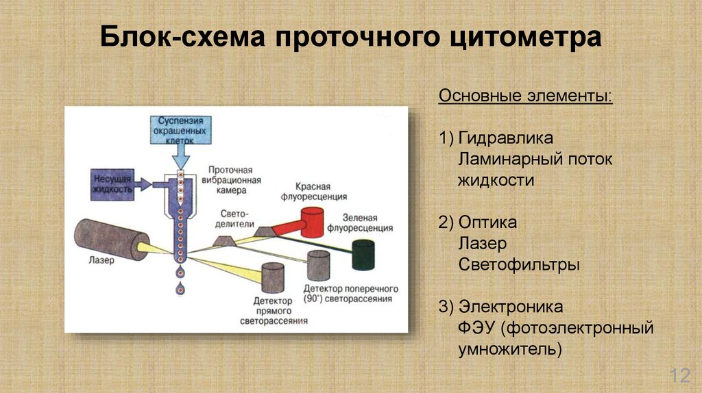 Схема подсчета лимфоцитов разных популяций с помощью проточного цитофлюориметра иммунология