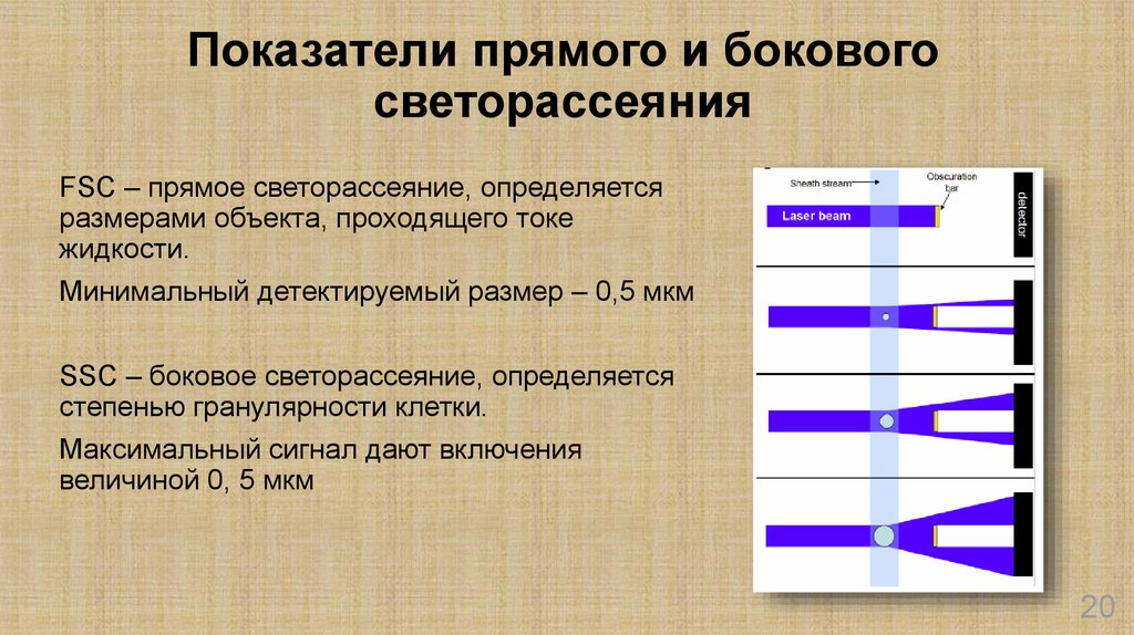 Минимальная жидкость. Боковое и прямое светорассеяние. Прямое светорассеяние SSC-гранулярность. Гистограммы прямого и бокового светорассеяния. Степень гранулярности клетки.