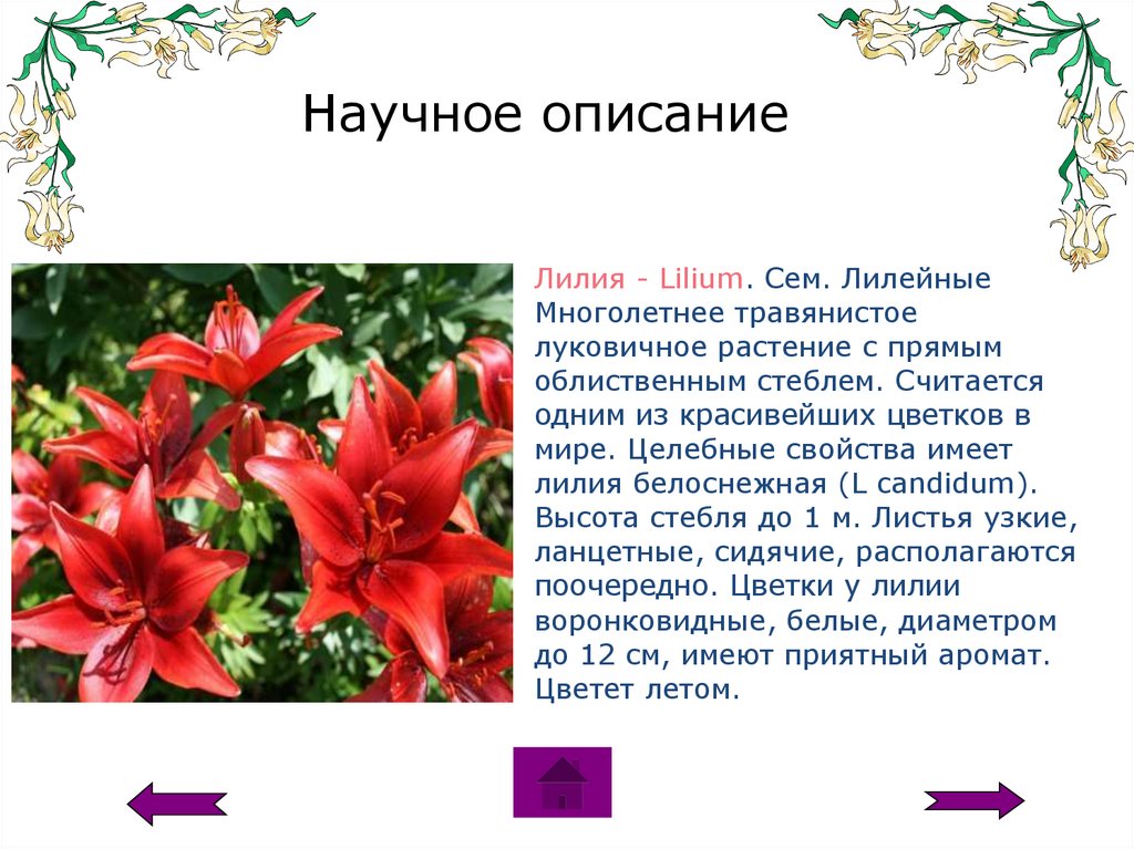 Презентация о лилейных