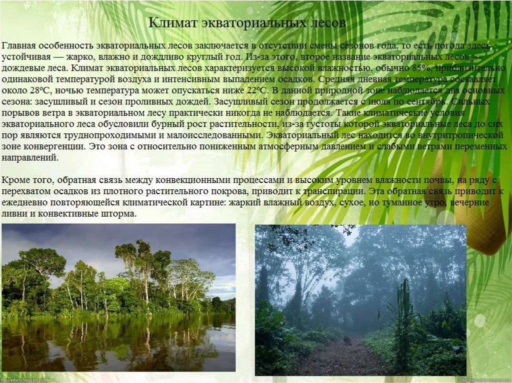 Природная зона влажные экваториальные леса особенности климата. Экваториальные леса Южной Америки. Влажный экваториальный лес. Растительный и животный мир влажных экваториальных лесов.