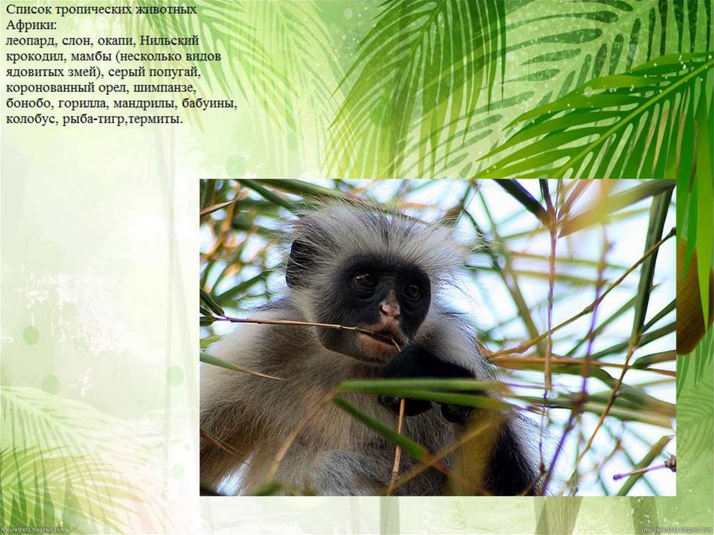 Тропические животные 1 класс. Тропических животных. Жизнь в тропическом животные. Вид обезьян в тропических лесах. Информация о тропиках.