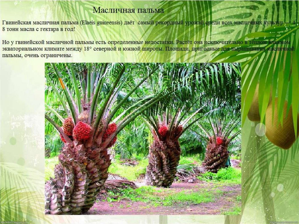 В какой природной зоне растет пальма. Гвинейская масличная Пальма. Масличная Пальма в Африке. Масляничная Пальма Африки. Плодов масличной пальмы (elaeis guineensis.