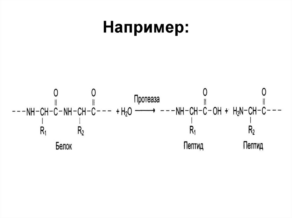Лиазы ферменты. ЛИАЗЫ химическая структура. Номенклатура пептидов и полипептидов. ЛИАЗЫ И лигазы.