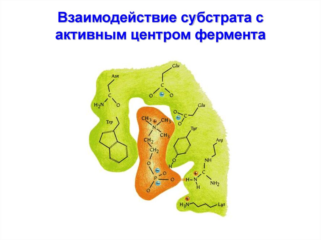 Активный центр фермента. Субстрат активный центр фермента. Активный центр и субстрат.