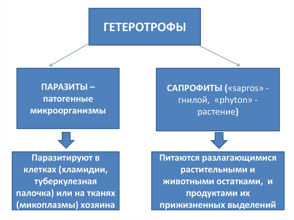 Фото гетеротрофный тип питания