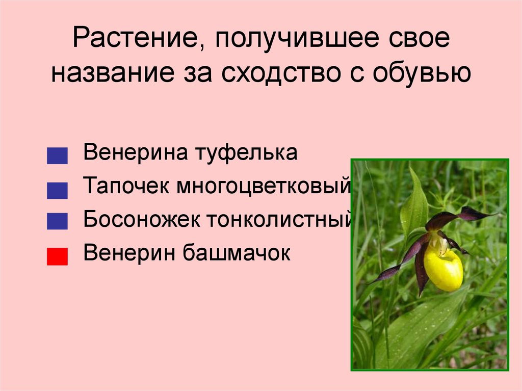 Цветок получивший свое название. Названия растений из за сходства с животными. Некоторые растения получили свое название за сходство с животными. Какие растения получили название из-за сходства с животными. Растения получившие название из за сходства с животными.