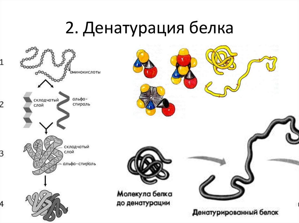 Что делают структурные белки. Денатурация и ренатурация белка схема. Механизм денатурации белка схема. Механизм денатурации белков схема. Стадии денатурации белка схема.