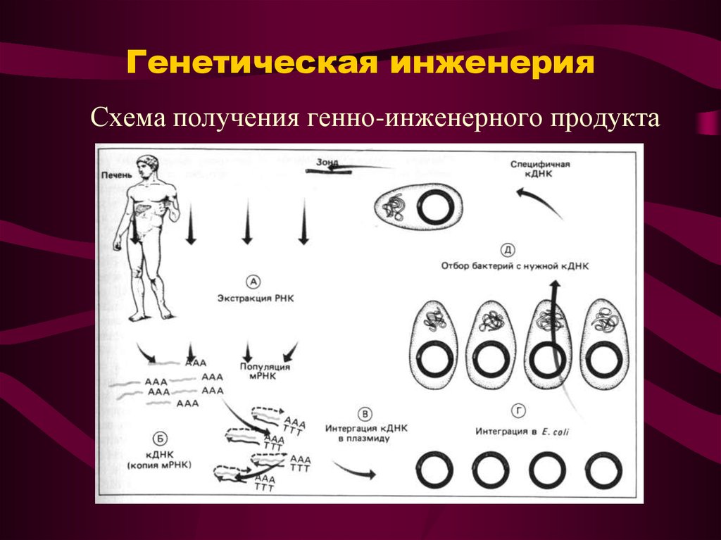 Этапы генной инженерии схема