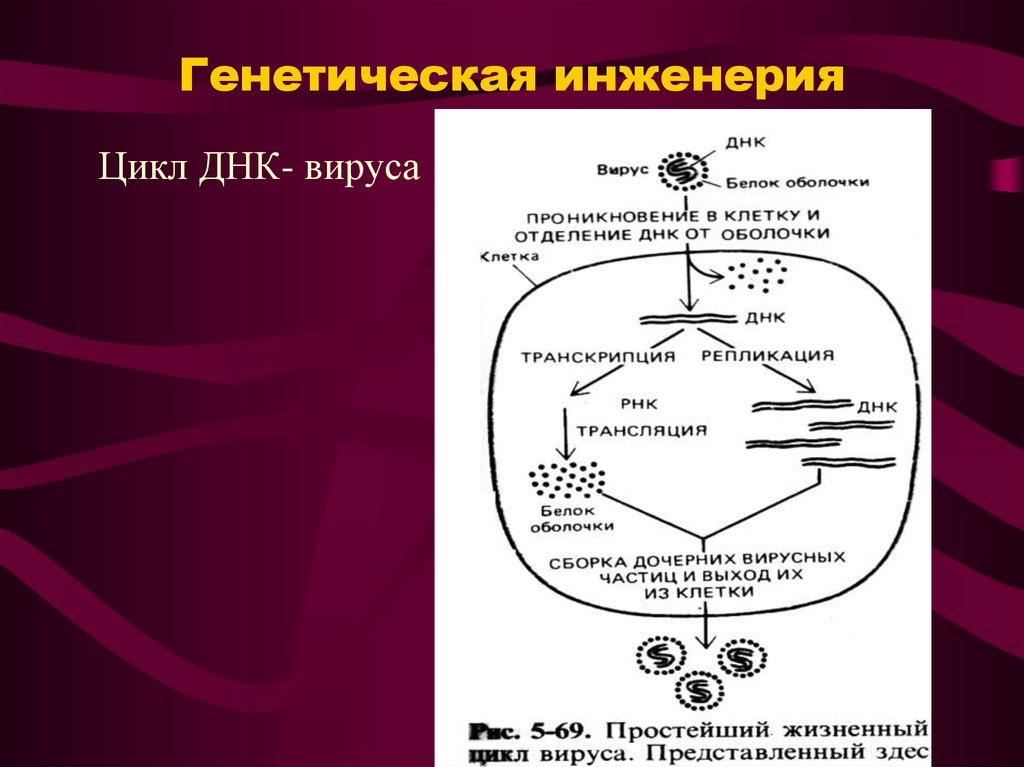 Последовательность жизненного цикла вирусов. Жизненный цикл РНК содержащих вирусов. Жизненный цикл ДНК содержащих вирусов. Жизненный цикл вируса схема. Цикл репродукции ДНК И РНК содержащих вирусов.