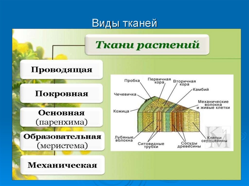 Ткани растений презентация