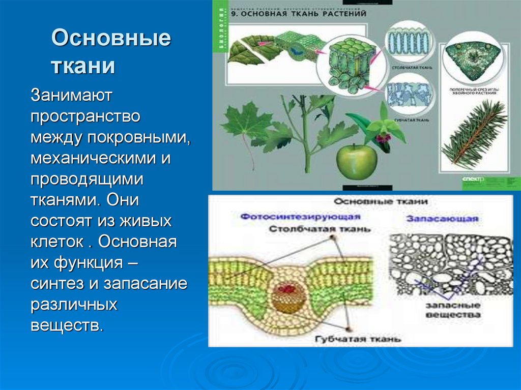 Какая растительная ткань на рисунке обозначена буквой б механическая основная покровная проводящая