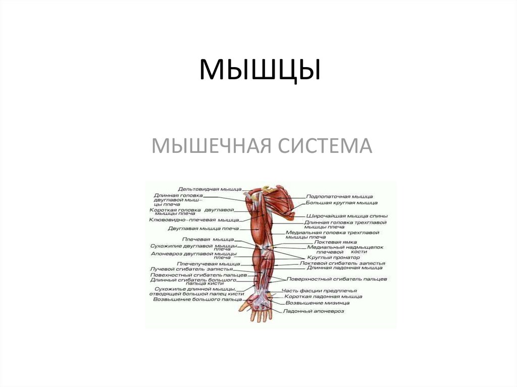 Мышечная система. Мышцы мышцы клинок. Описание мышечной системы в истории болезни.