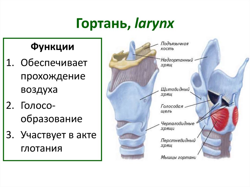 На рисунке изображено строение гортани выберите две. Гортань строение и функции анатомия. Гортань строение анатомия хрящи. Клиновидный хрящ гортани. Строение гортанного хряща.