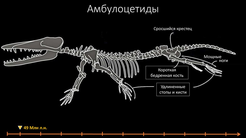 Эволюция кита презентация