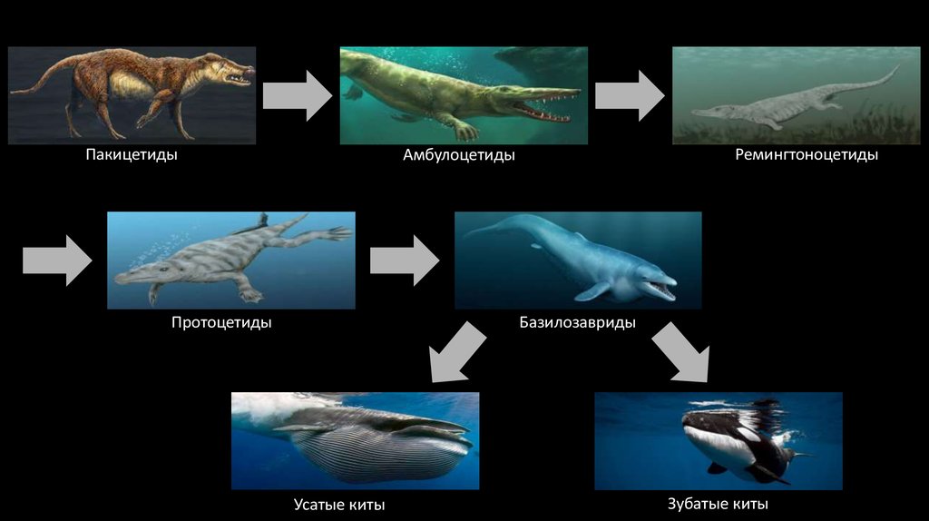Эволюция китов в картинках