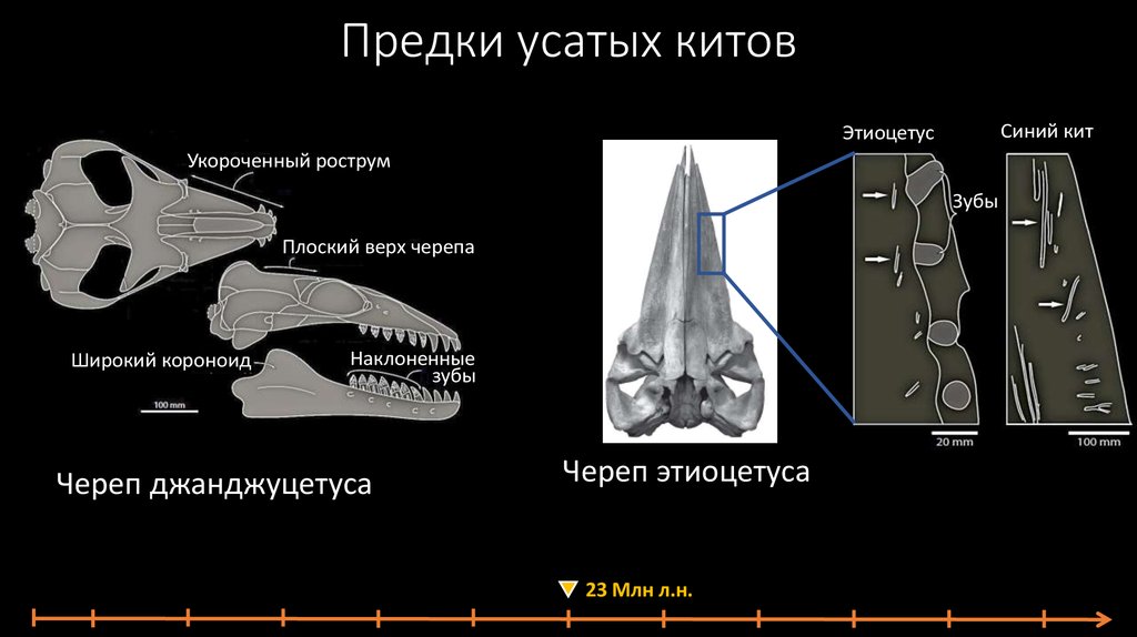 Эволюция кита презентация