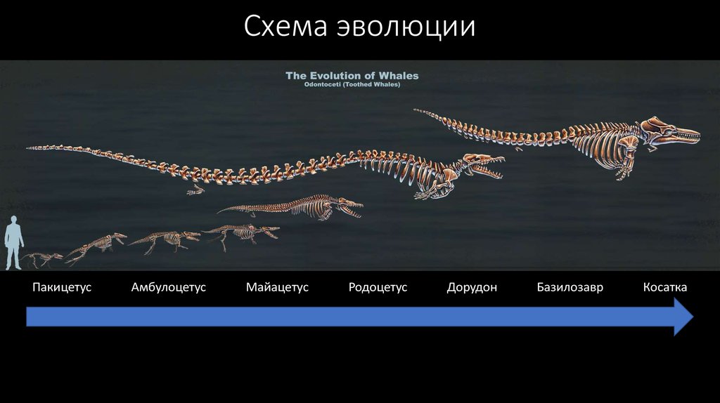 Эволюция кита презентация