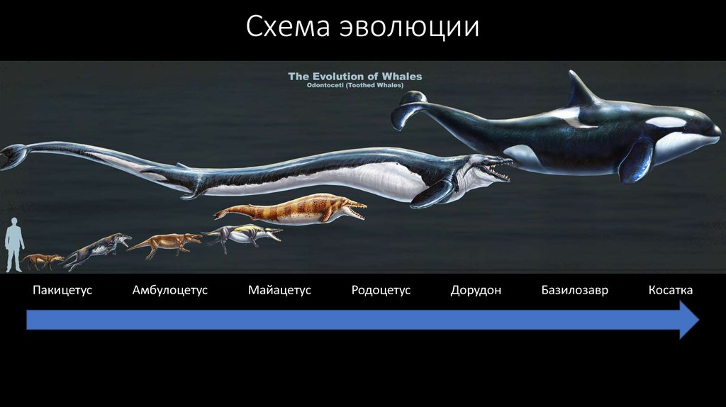 Эволюция кита презентация